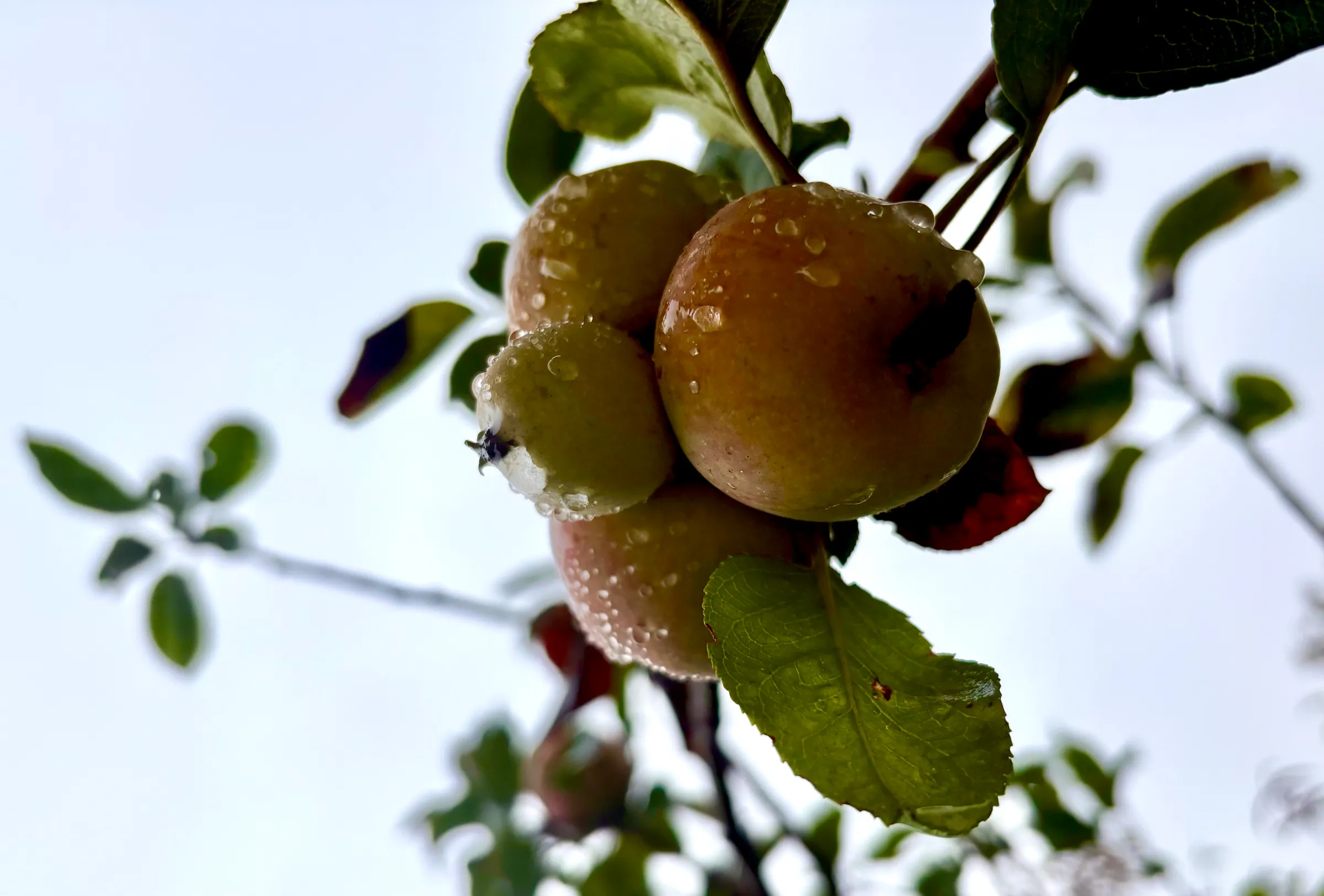 Ripening fruit on a branch
